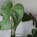 Sadnice - sobne biljke: Monstera deliciosa, slika1